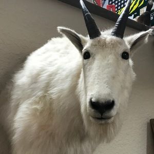 Meet your Posher, Mangasuba